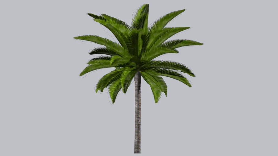 PALMERA