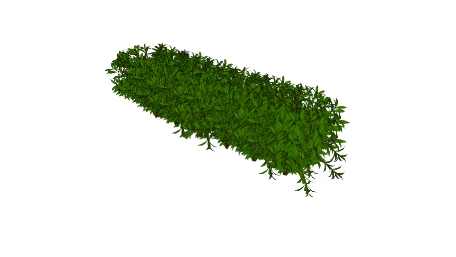 Bush