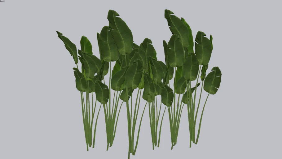 Maranta charuto (Calathea lutea)