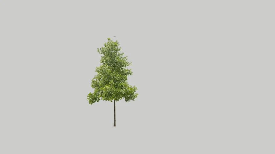 Liriodendron tulipifera
