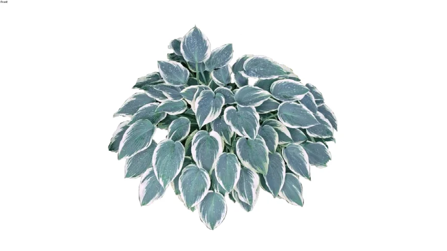 Hosta El Nino Green