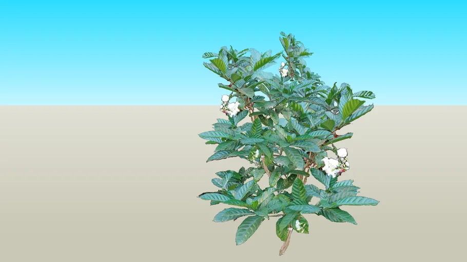 Tabernaemontana coronaria טברנמונטנה עטורה
