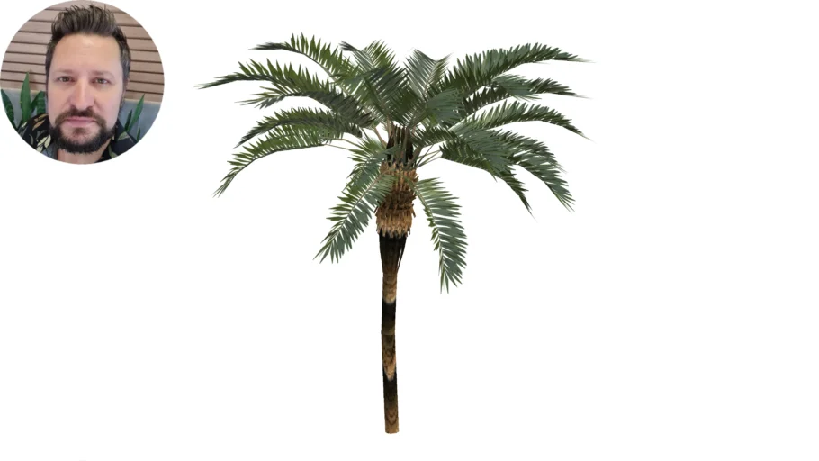 Palmeira Fênix