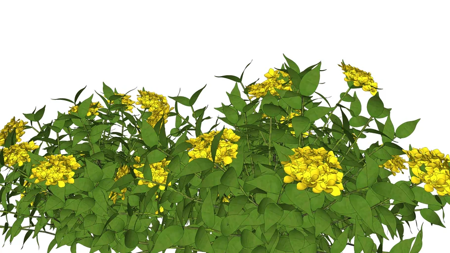 Lantana montevidensis - Lantana rasteira