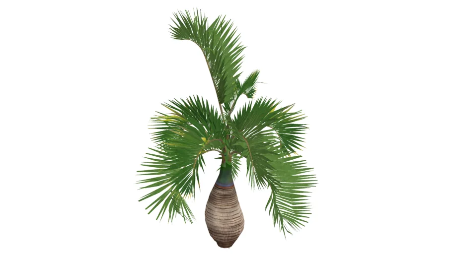 Palm tree