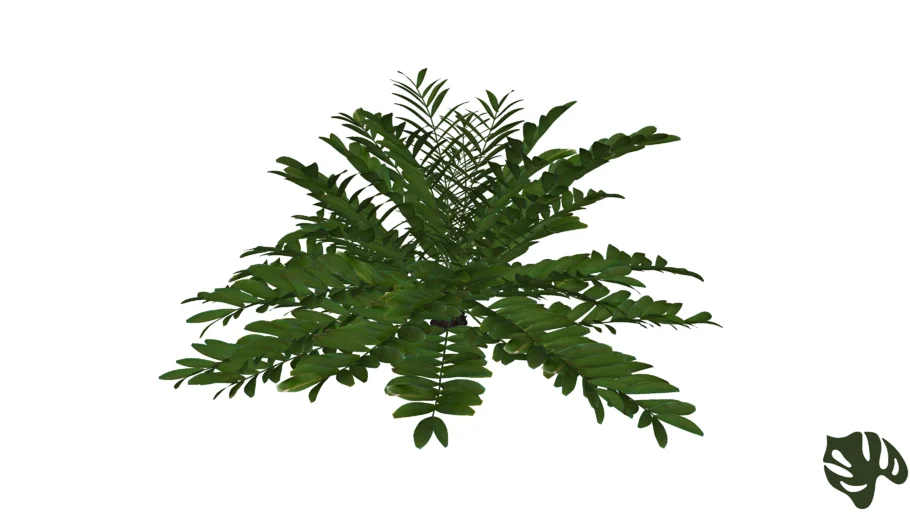 Zamia - Zamia furfuracea