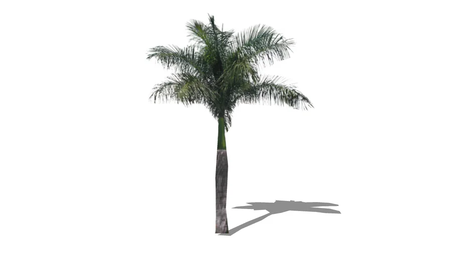royal palm
