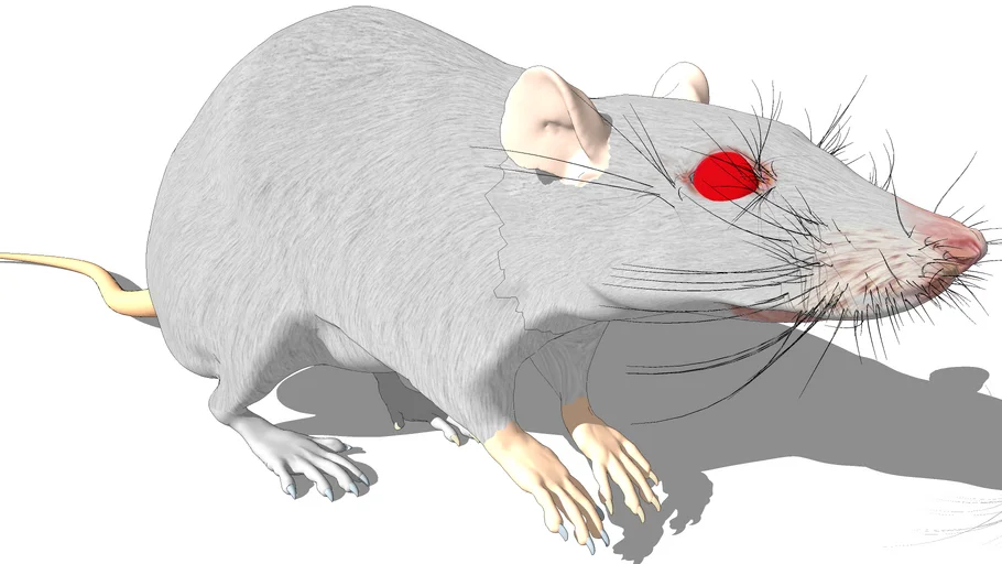 Rato