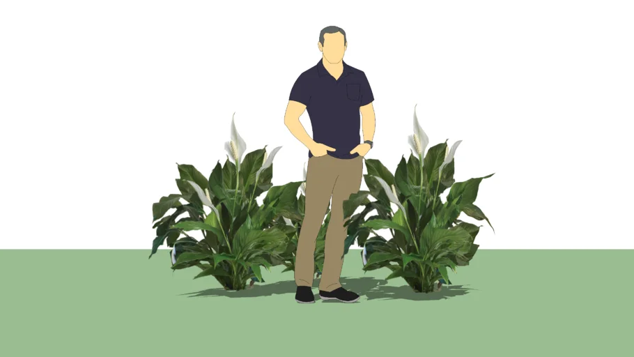 Spathiphyllum, peace lily