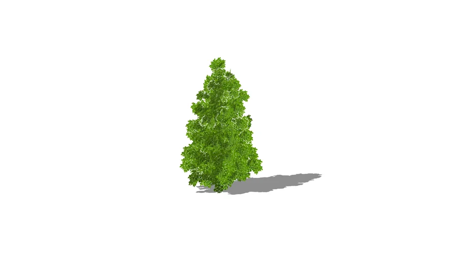 Boxwood Pyramidal | 3D Warehouse