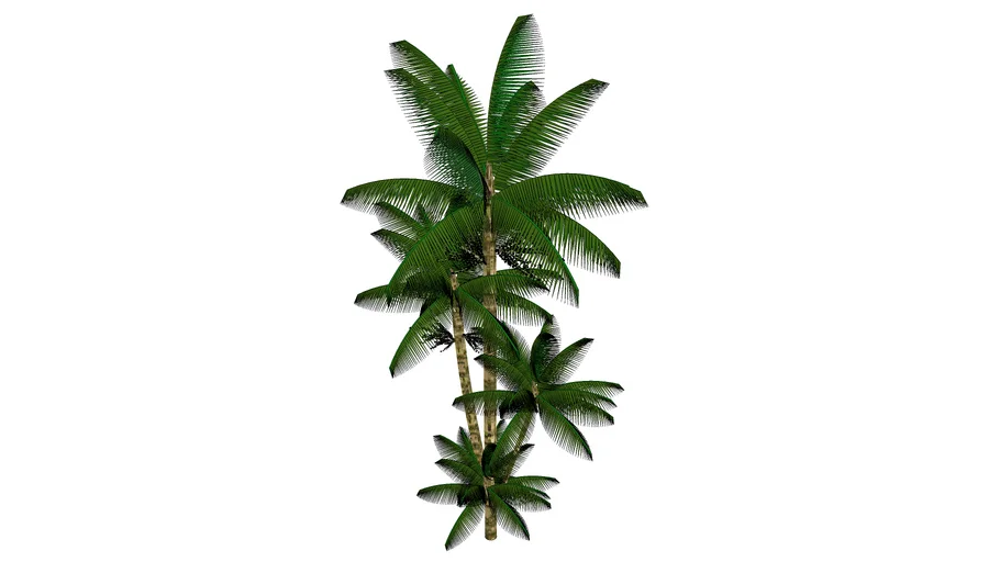 Palmeira açaí