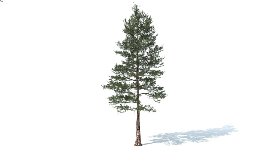 PINE TREE