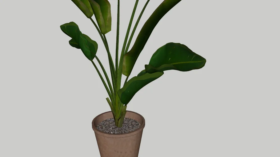 Strelitzia Reginae 2