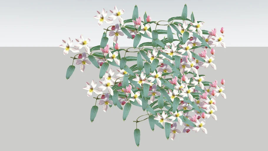 Clematis armandii 3D climber. Climbing plant