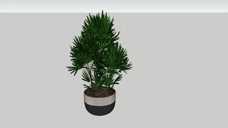 Rhapis excelsa