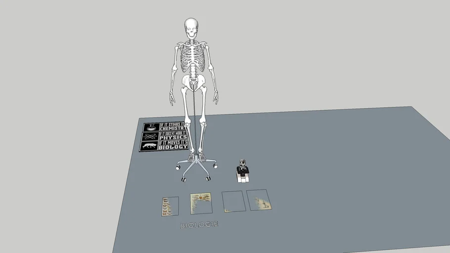 skeleton and biologie objects - skelet en biologie objecten