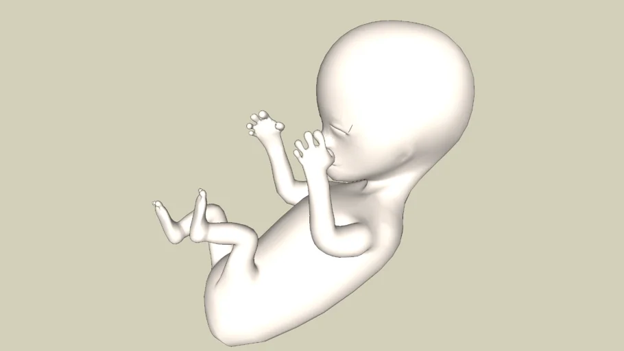 foetus unborn baby
