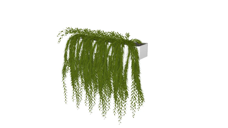 Hanging Plant