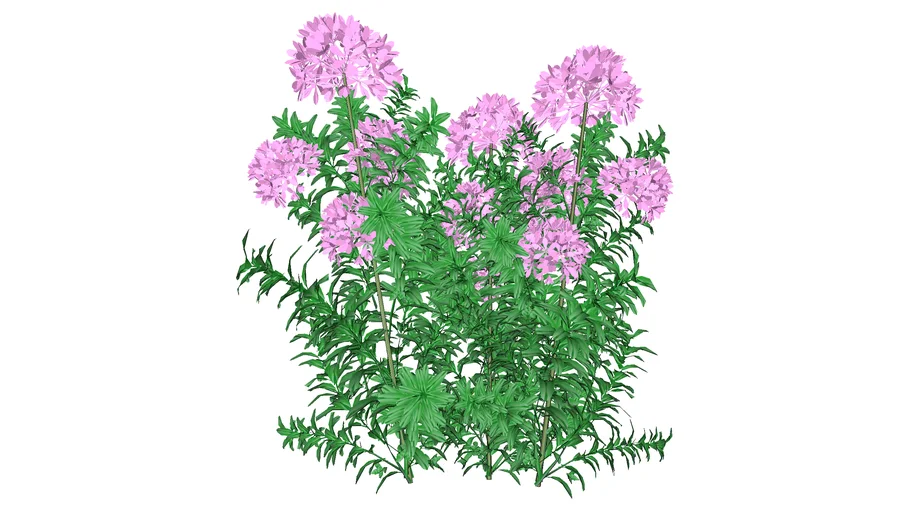 Purple flower