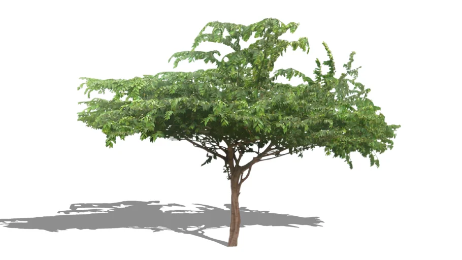Muntingia calabura