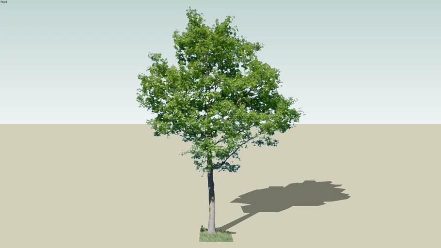 tree 2016ver