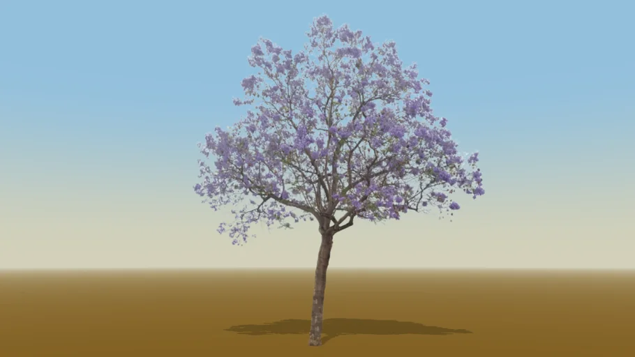  acacia