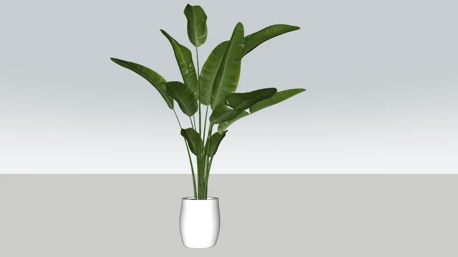 Banana tree