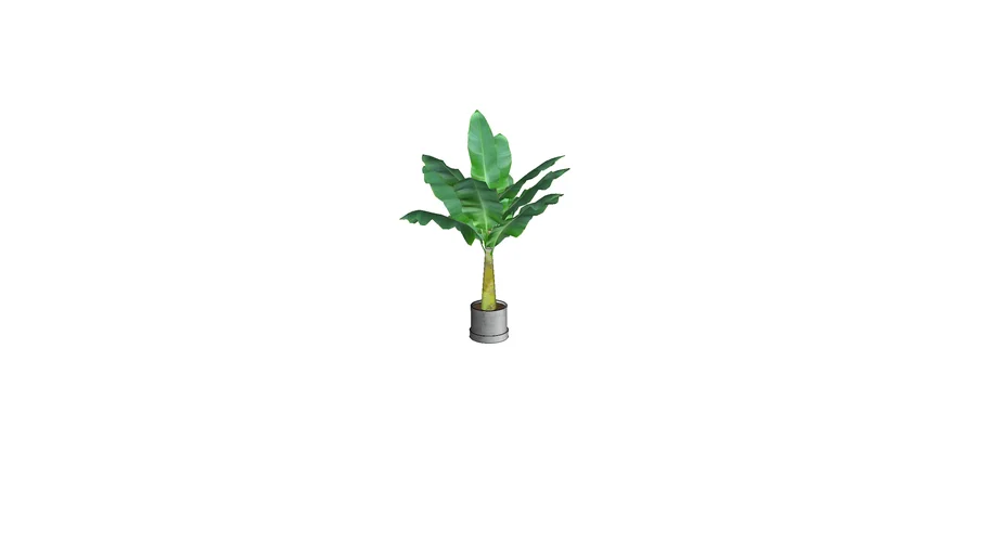 Baby Banana tree in Pot