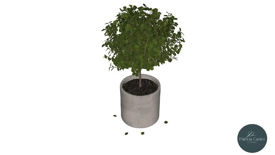 Vaso pequeno com planta 