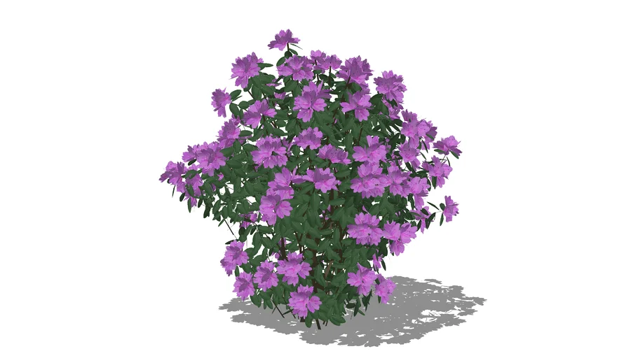 PJM Rhododendron | 3D Warehouse