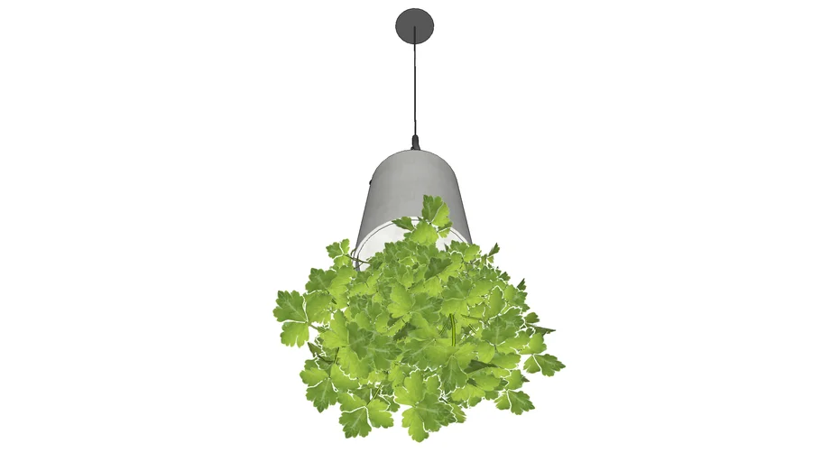 Hanging plant