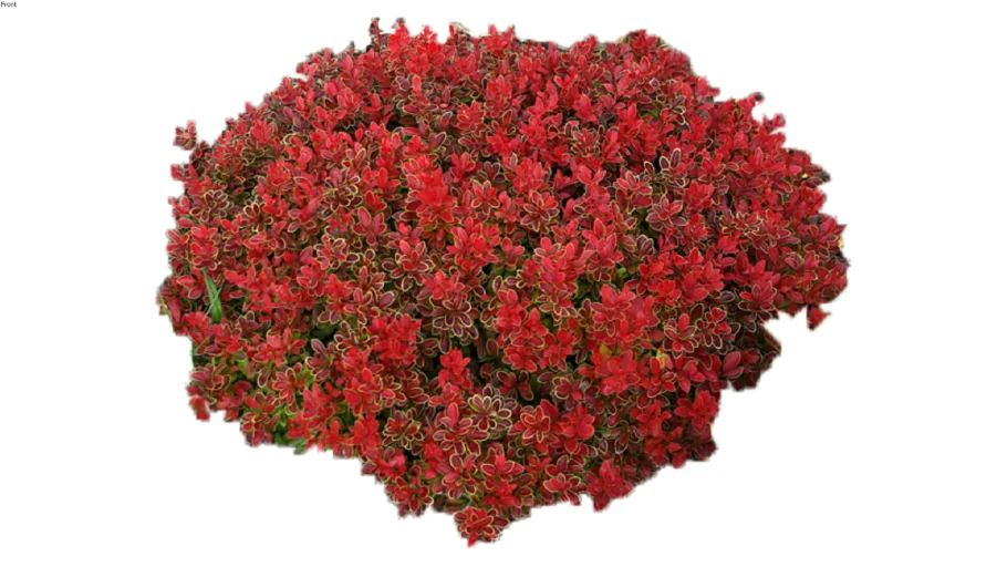 Berberis thunbergii Admiration