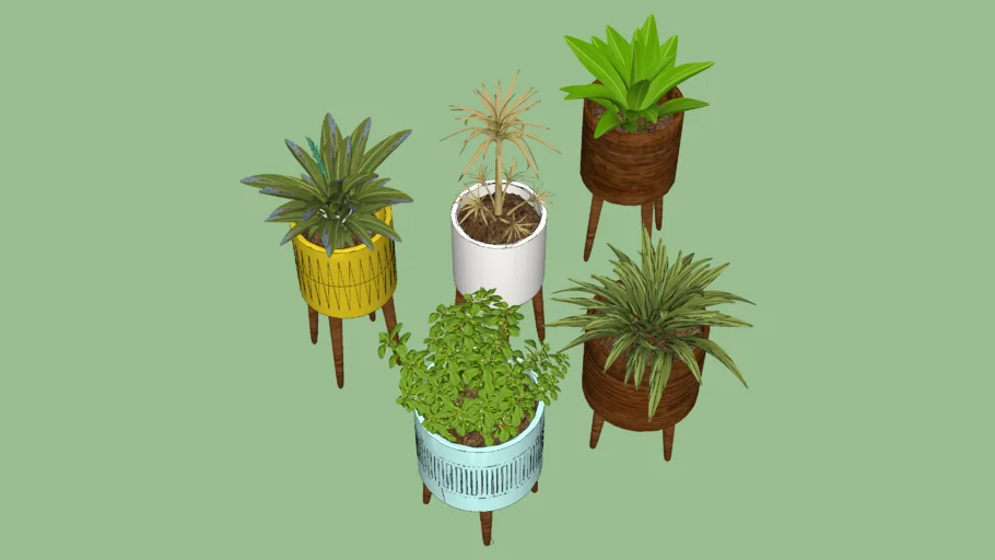 planta