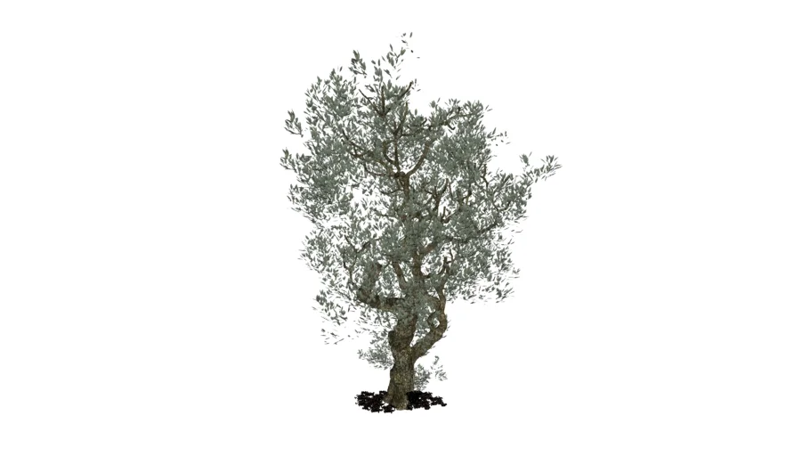 Arbol de Olivo
