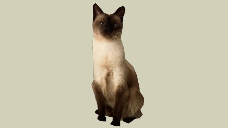 Siamese Cat