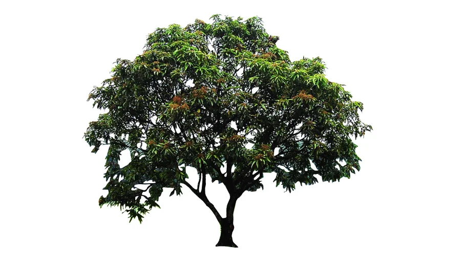 Mango Tree
