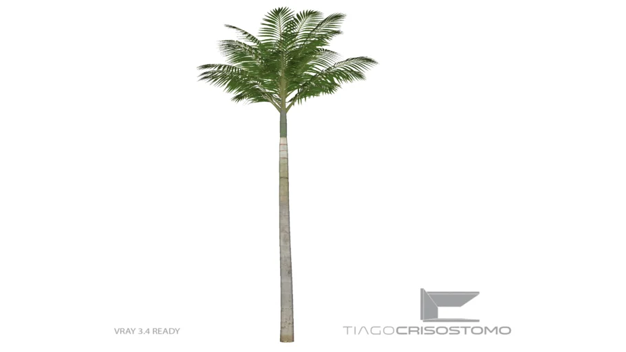 palm