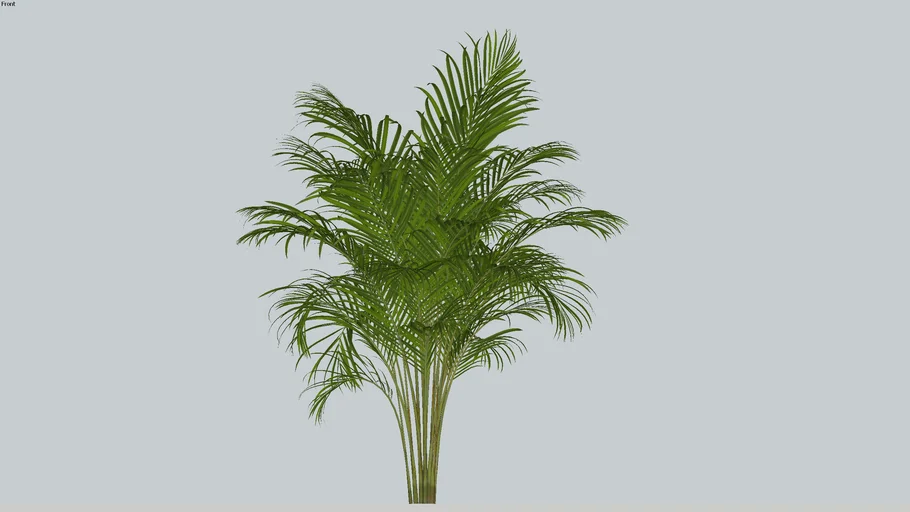 Cây dừa cảnh #Cây 3d Sketchup
