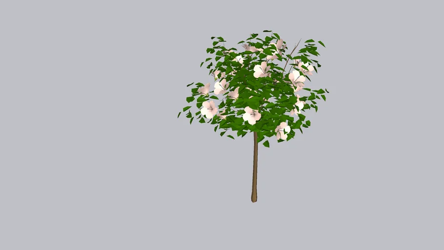 Rose of Sharon