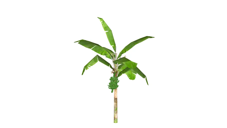 Banana Tree (Pisang)