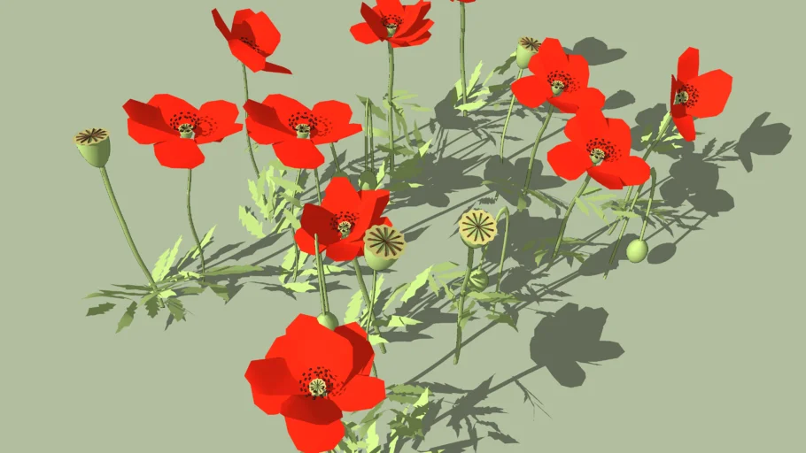 poppy