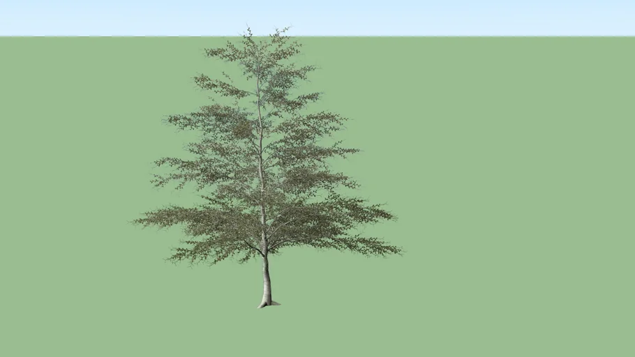 Small Tree
