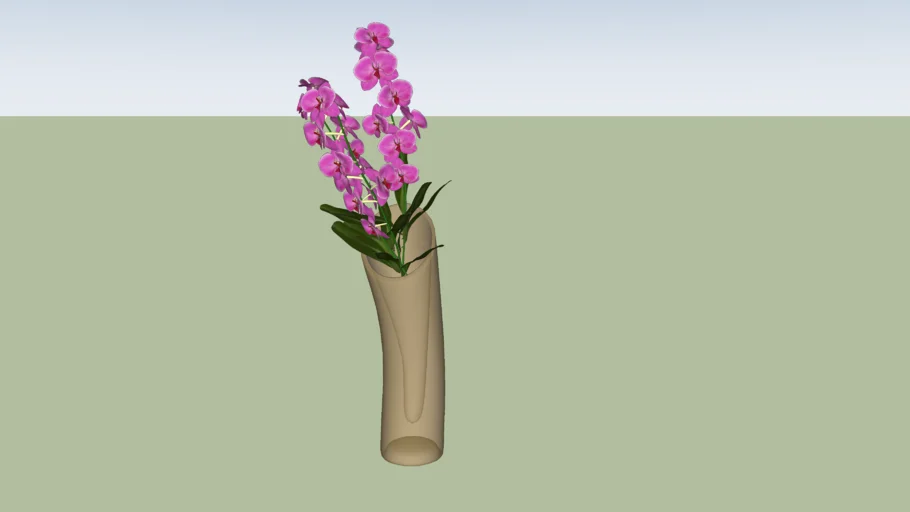 Orchid