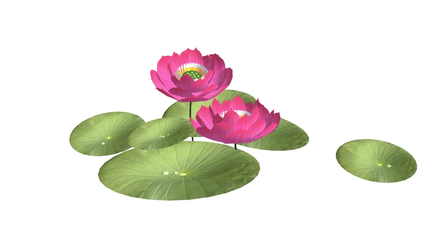 Lotus Plant - Teratai Tanaman Air