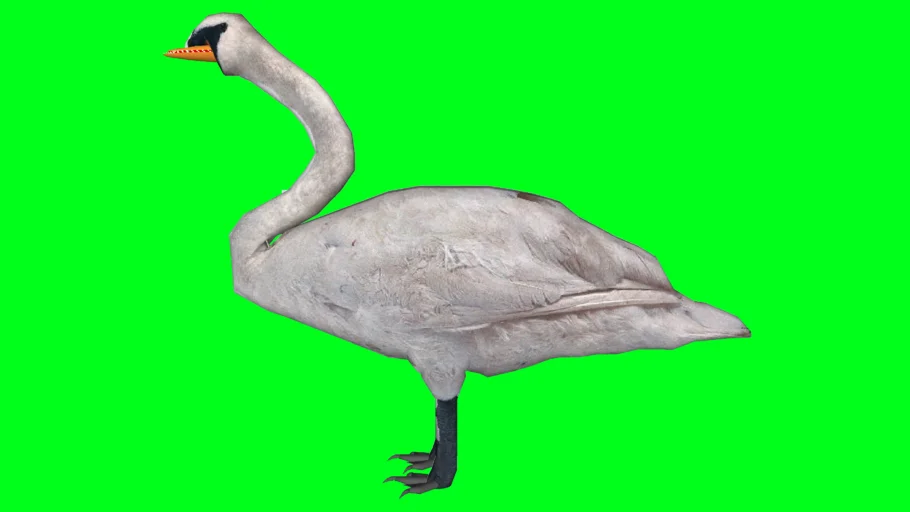 Swan