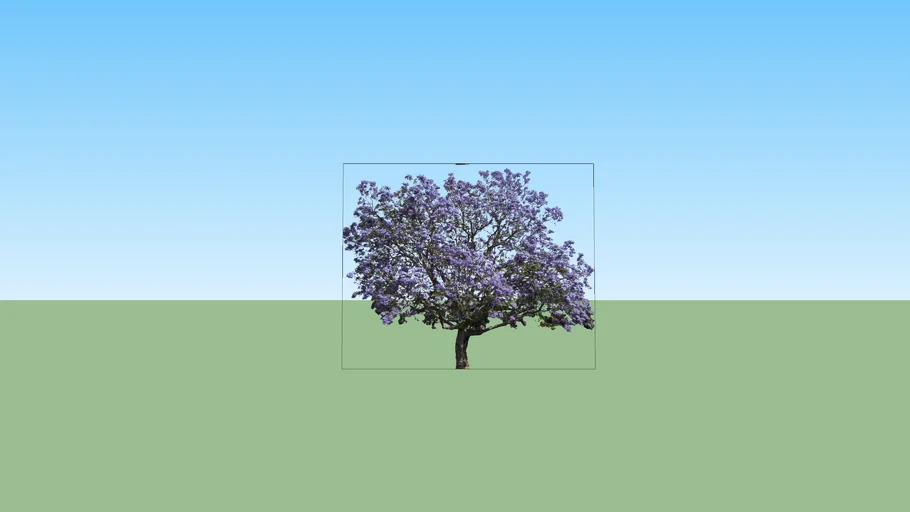 jacaranda