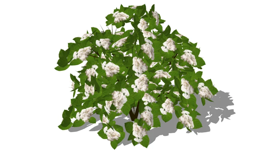 flor branca