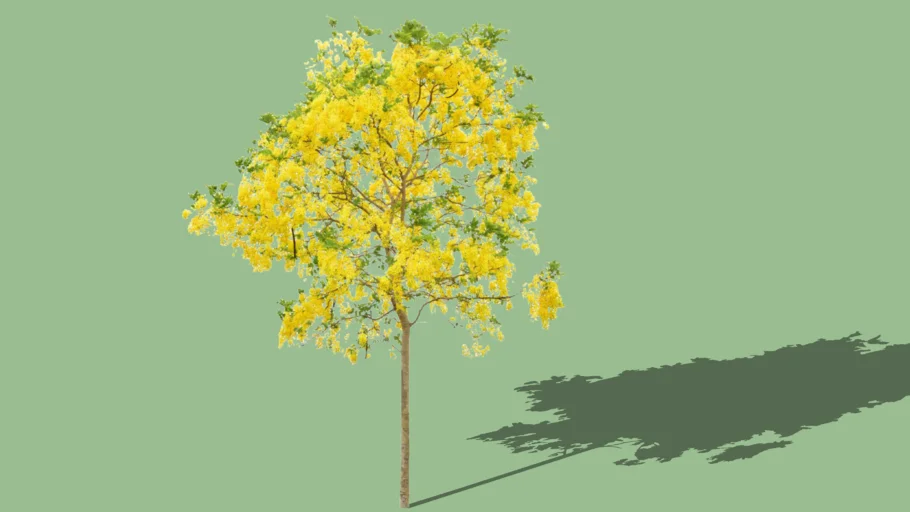 Cassia Fistula + Golden Shower Tree