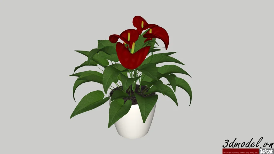 hồng môn - Anthurium andraeanum