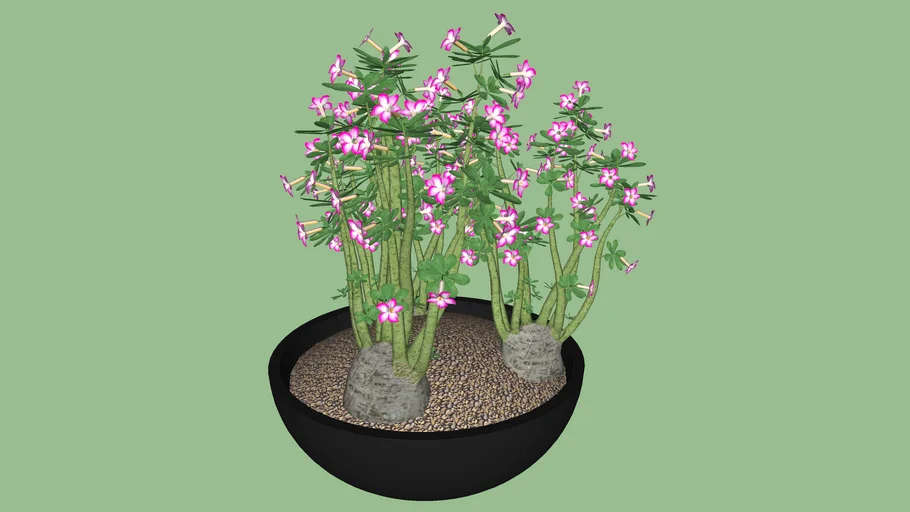 BACIA EM POLIETILENO NUTRIPLAN COM ROSA DO DESERTO (Adenium obesum)